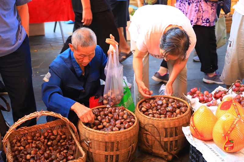 顧客正在挑選板栗。 吳麟欽 攝