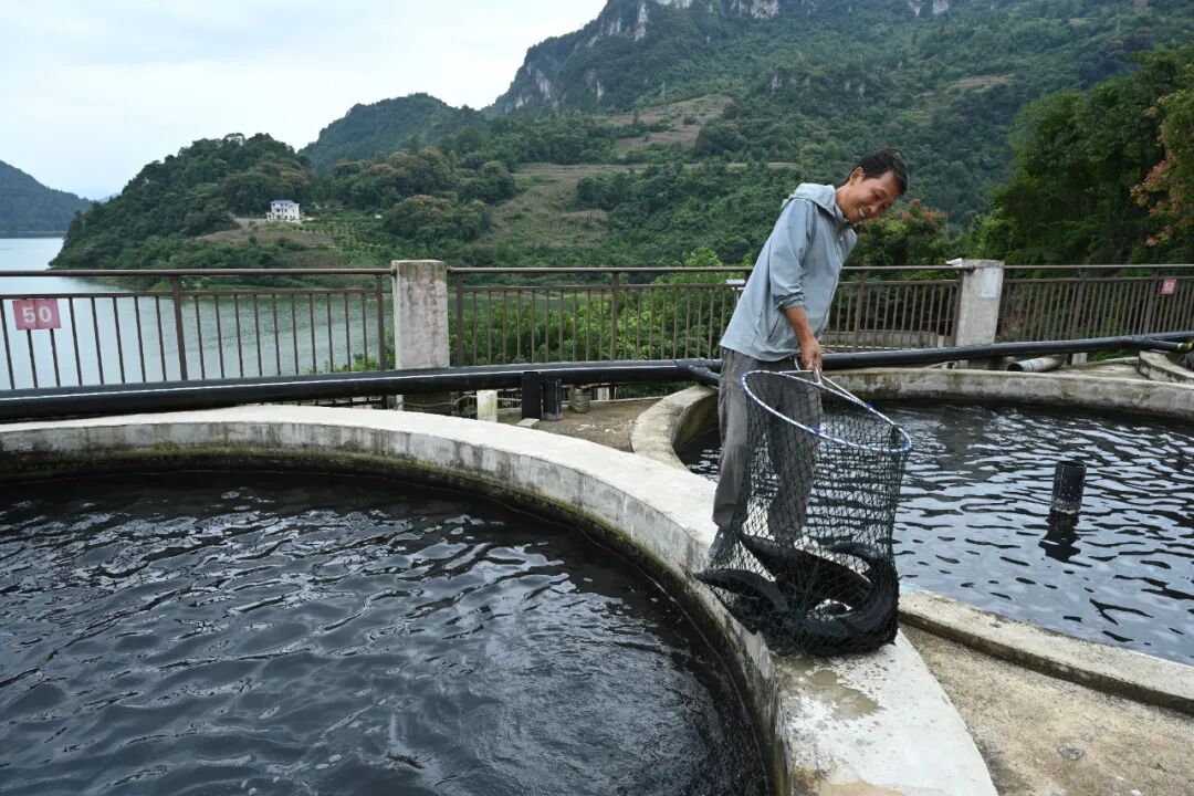 圖為：銷售養的鱘魚