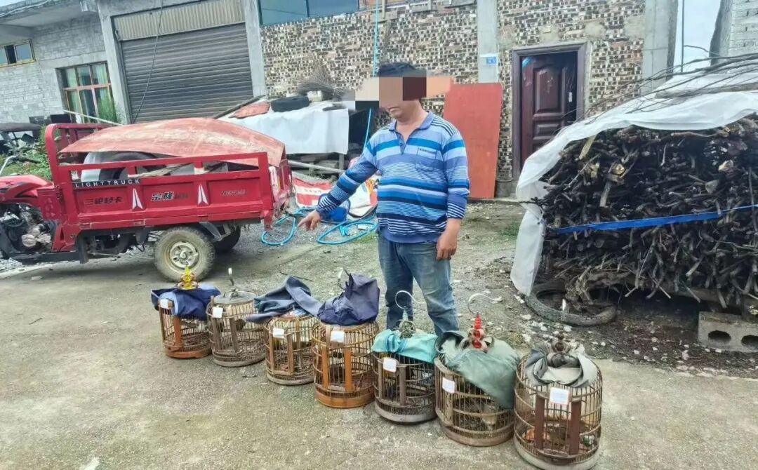 采取強制措施！注意，這些鳥類不可非法捕捉、買賣、運輸和飼養！