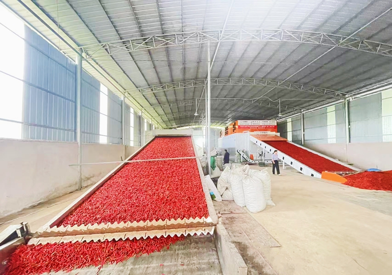 施秉縣白垛鄉石家灣村辣椒烘烤房內正在進行辣椒烘烤 