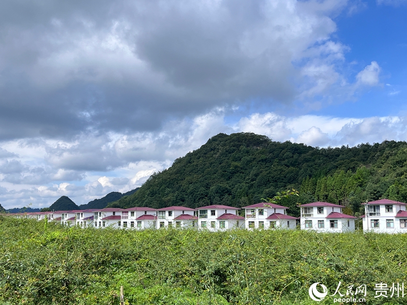 安順市大壩村，漫山遍野的刺梨與整齊的屋舍。人民網 陳潔泉攝.jpg