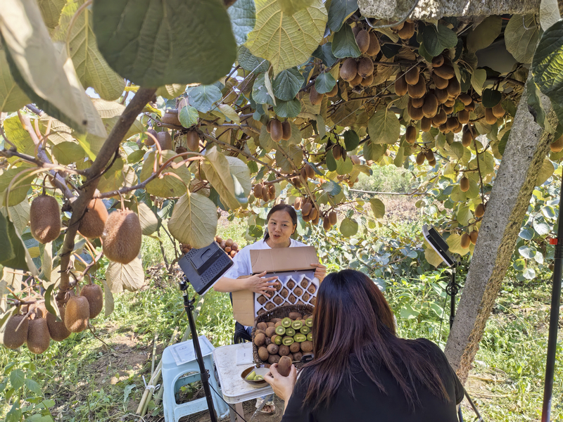 獼猴桃林中開展電商網絡直播。李宇攝