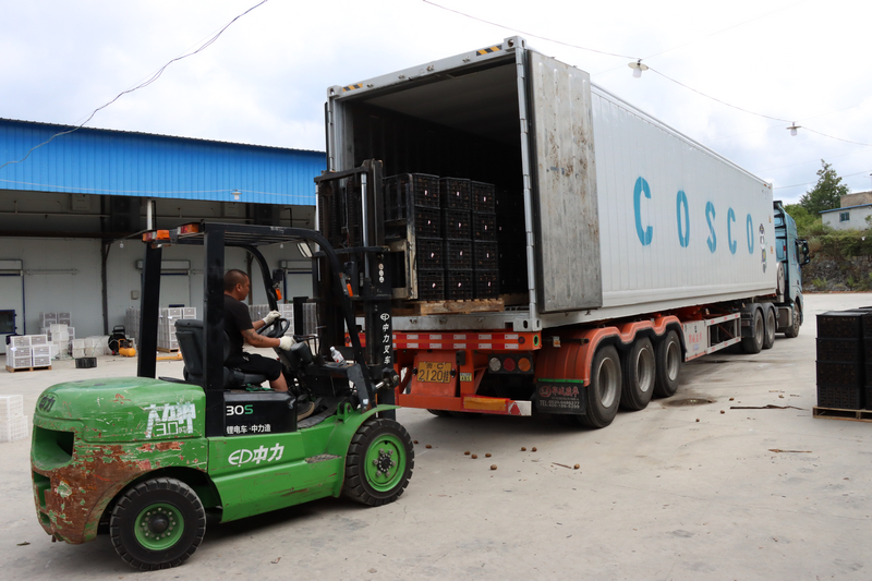 修文獼猴桃冷藏掛車。龔勝攝