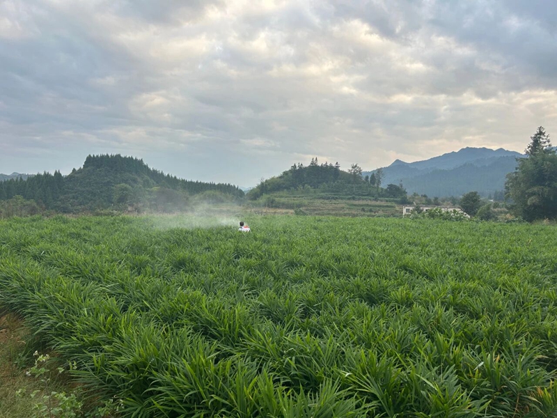 貴州江口官和：黨建別樣紅 產業遍地金（1）.jpg