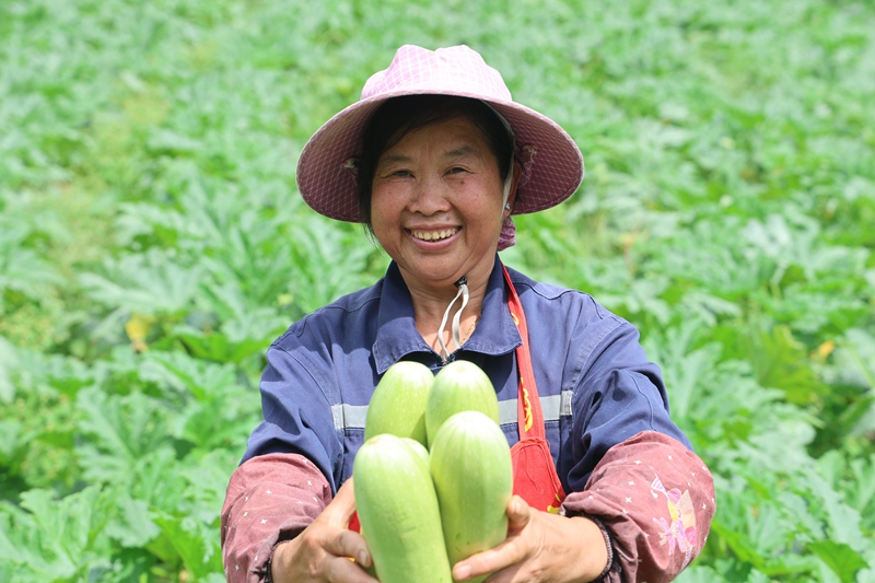 林口鎮大寨村，300多畝西葫蘆喜獲豐收 村民正在采收 夏文婧 攝.JPG