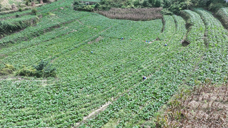 林口鎮大寨村，300多畝西葫蘆喜獲豐收  夏文婧 攝.JPG