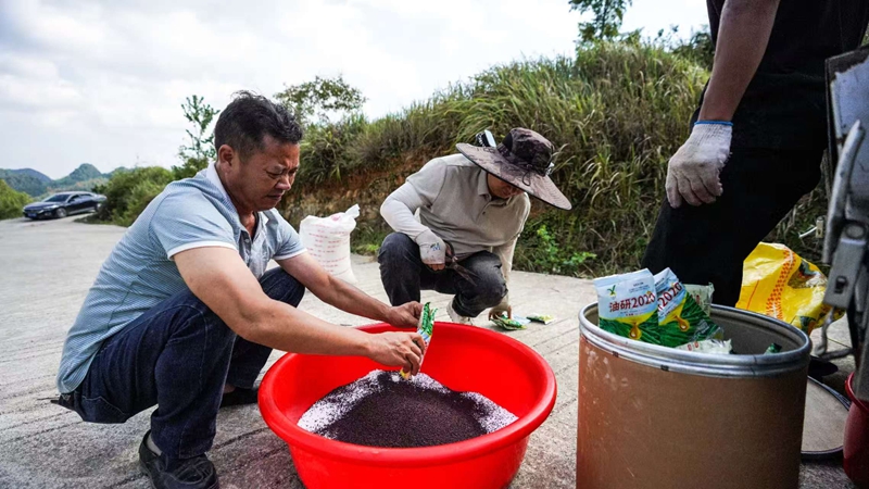 沿河9.45萬畝油菜播種忙，農機農技助秋播。