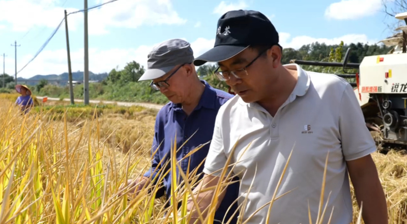 水稻測產創佳績 畝產實現新突破。