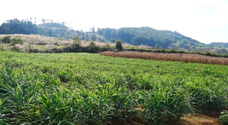 西秀區楊武鄉科技賦能小黃姜產業增產增收。