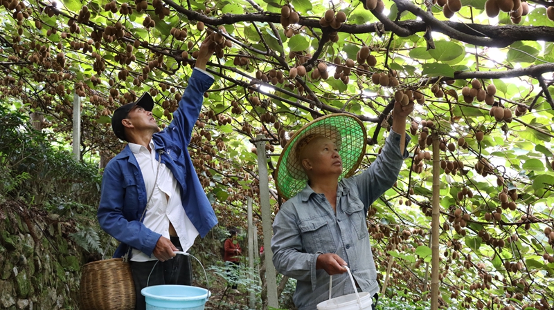貴州獨山翁奇村：藤間掛滿獼猴桃 豐收季里話增收。