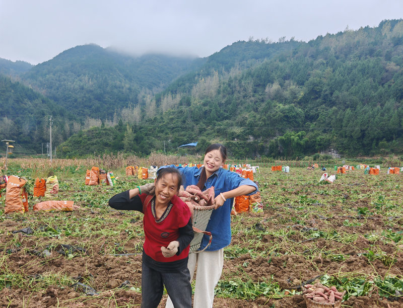 黨建引領產業旺 壩區紅薯富農家。