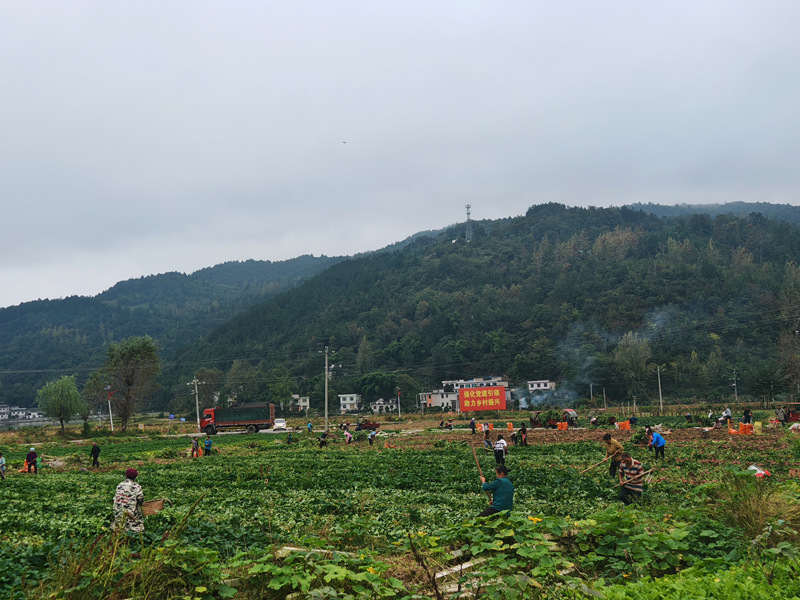 黨建引領產業旺 壩區紅薯富農家。
