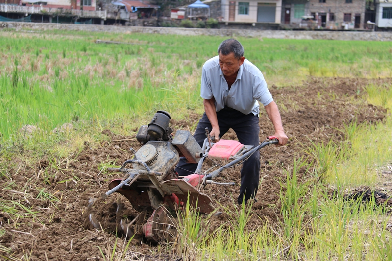 麻兔村農戶正在用劃土機翻土.jpg