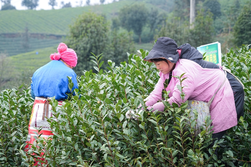 “茶園貸”為茶農注入金融活水.JPG