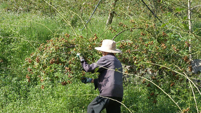 “黃金果”掛枝頭 金刺梨迎豐收。