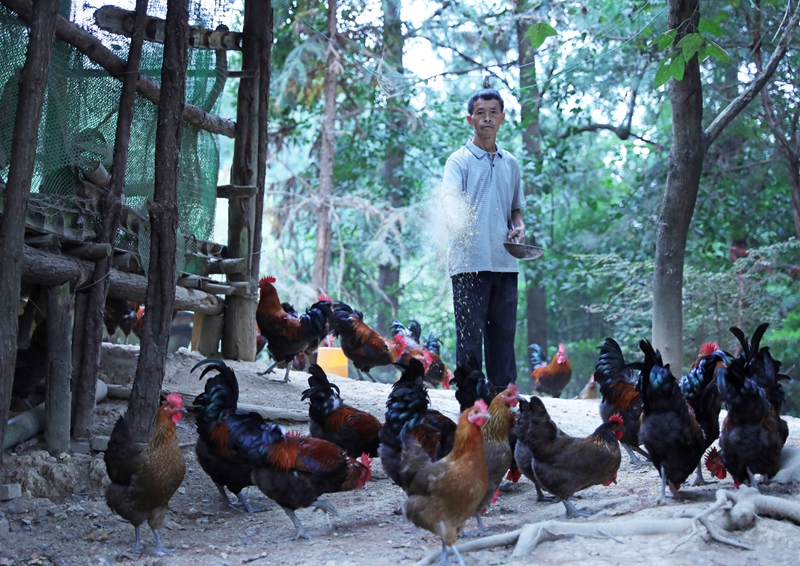 管理員在給雞群投食。岑光柱  攝