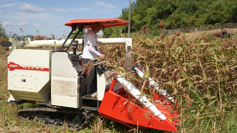 新型高粱收割機正開足馬力采收高粱 金莎 攝 (2)