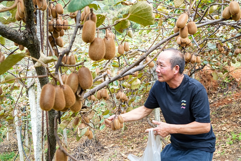 1、種植戶采摘獼猴桃。