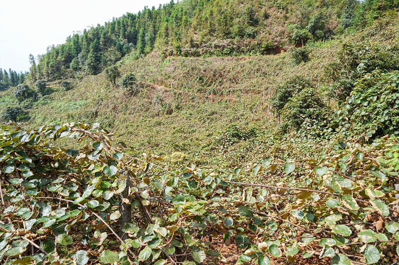 2、種植基地一角。