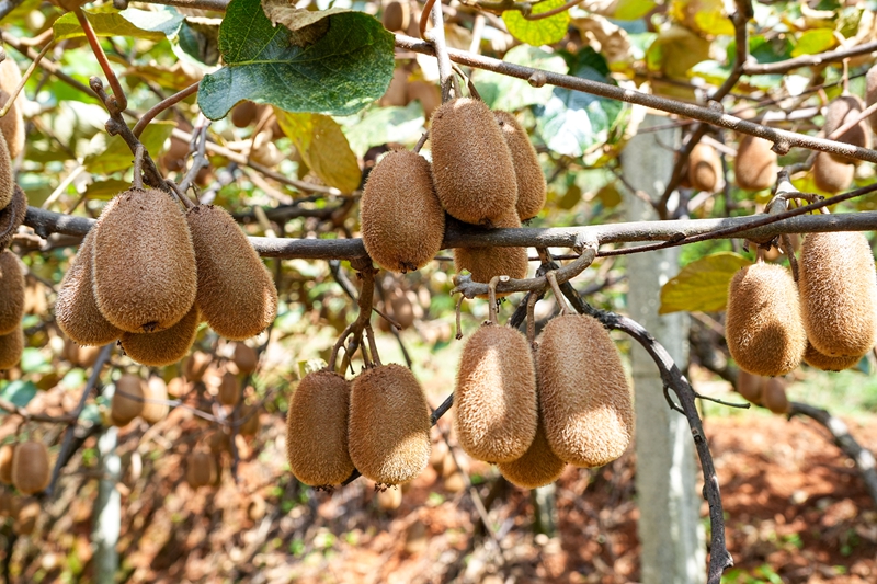 3、掛滿枝頭。