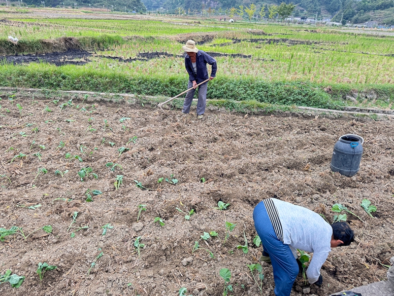 圖為:移栽油菜的場景 (胡曉嫻 攝)