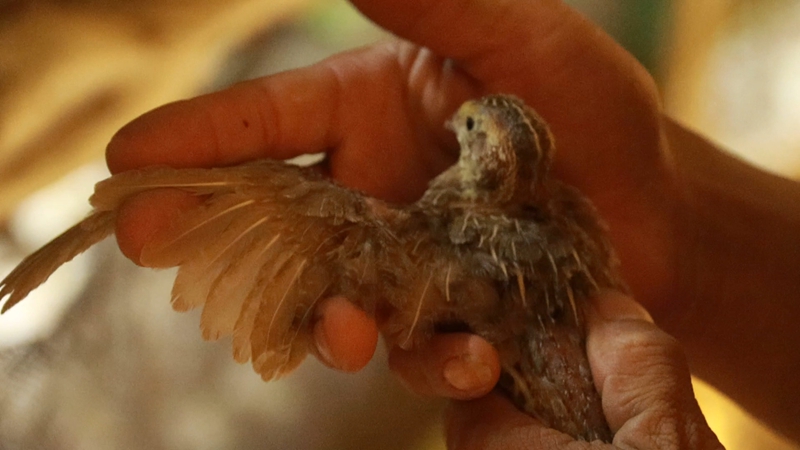 網絡科技賦能養殖業，大山深處駛上智慧快車。