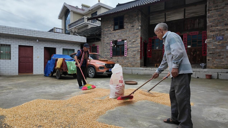 劉杰幫助古寨村民收農作物。徐良帥 侯韜 攝。.jpg