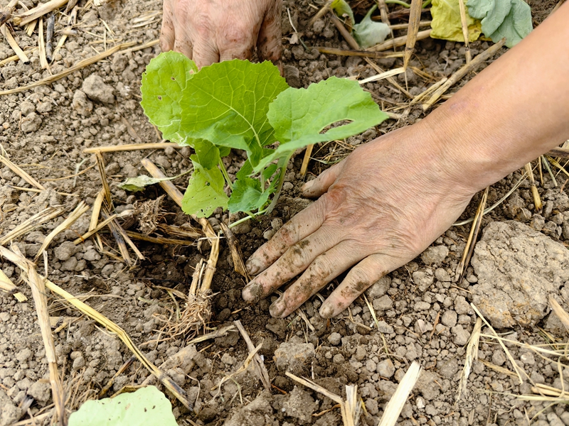 村民正在移栽油菜。