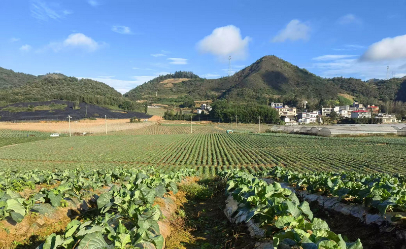 采烤后利用煙地種植的包菜。