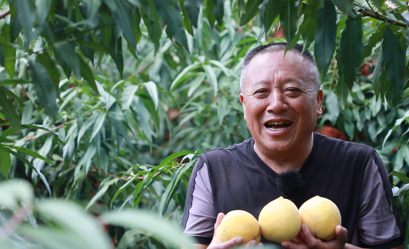 徐正文在桃園里摘黃桃。