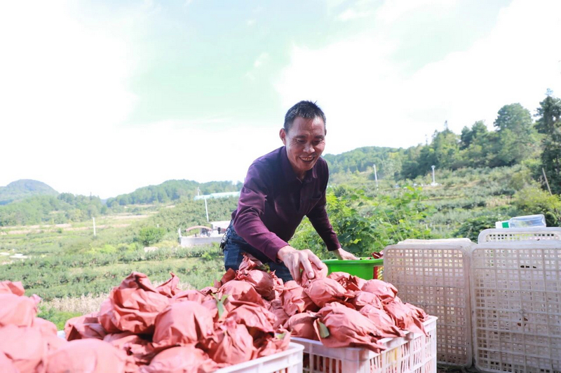  王庭玉在黃桃園里就業。