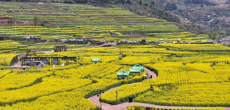 春天，郝官村的油菜花進入盛花期。