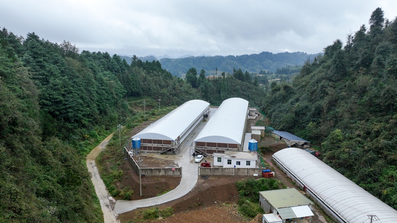 站街鎮平堡村集體肉雞養殖基地。沈建華 攝.jpg