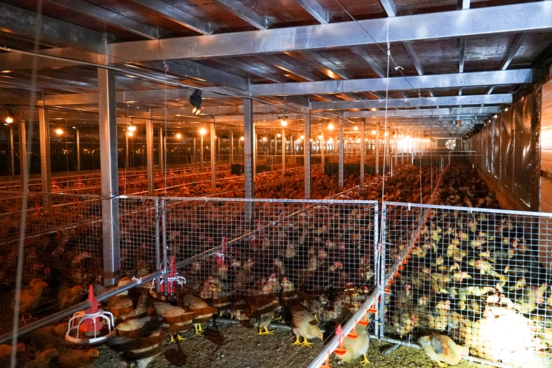 站街鎮平堡村集體肉雞養殖基地養殖的肉雞。沈建華 攝.jpg