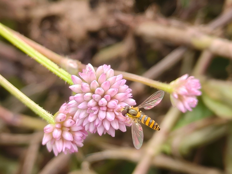 務川自治縣茅天鎮紅心社區頭花蓼基地 楊洪 攝.jpg