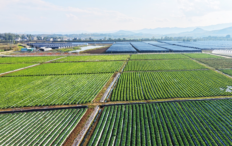 威寧自治縣小海鎮小海社區連片的蔬菜種植基地一角2 (2).JPG