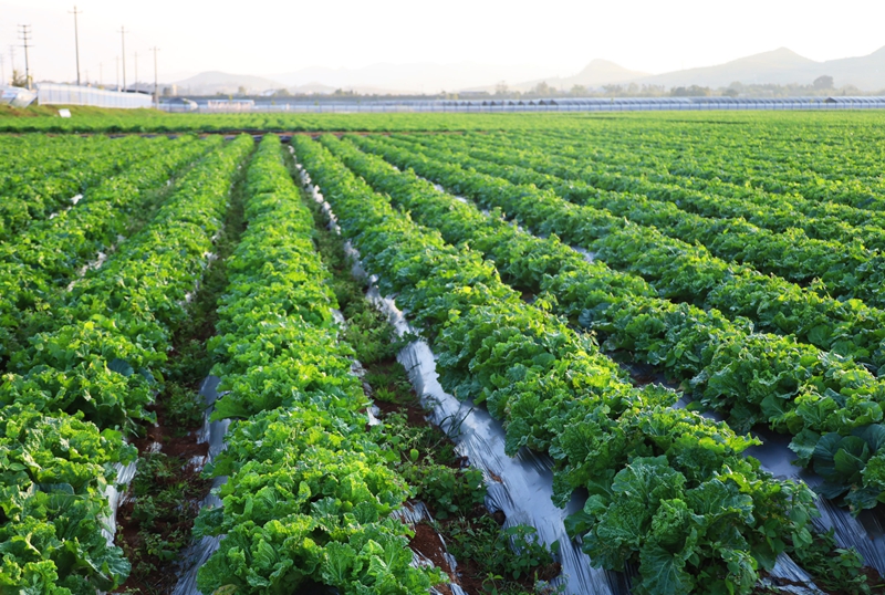威寧自治縣小海鎮小海社區長勢良好的毛白菜 (2).JPG