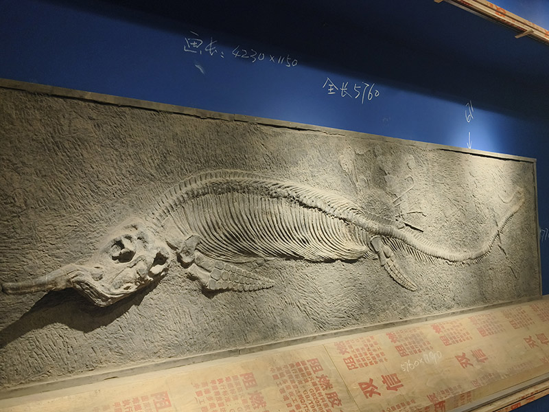 安裝好的化石。