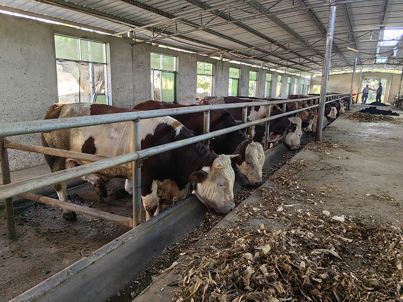 貴州石阡：閑置資產變增收之道。