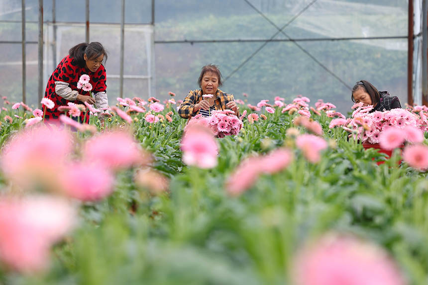村民在采收非洲菊。 