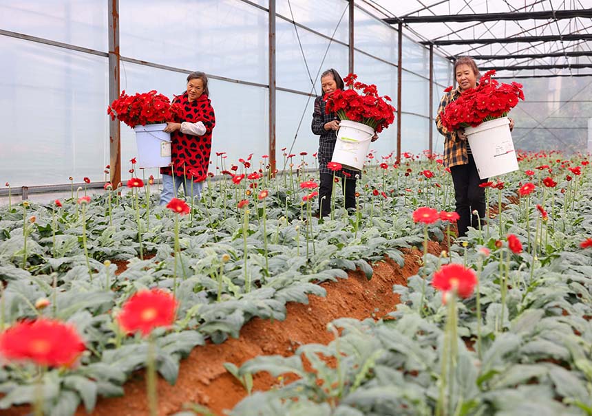 村民在采收非洲菊。 