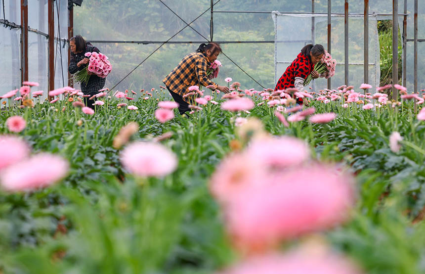 村民在采收非洲菊。