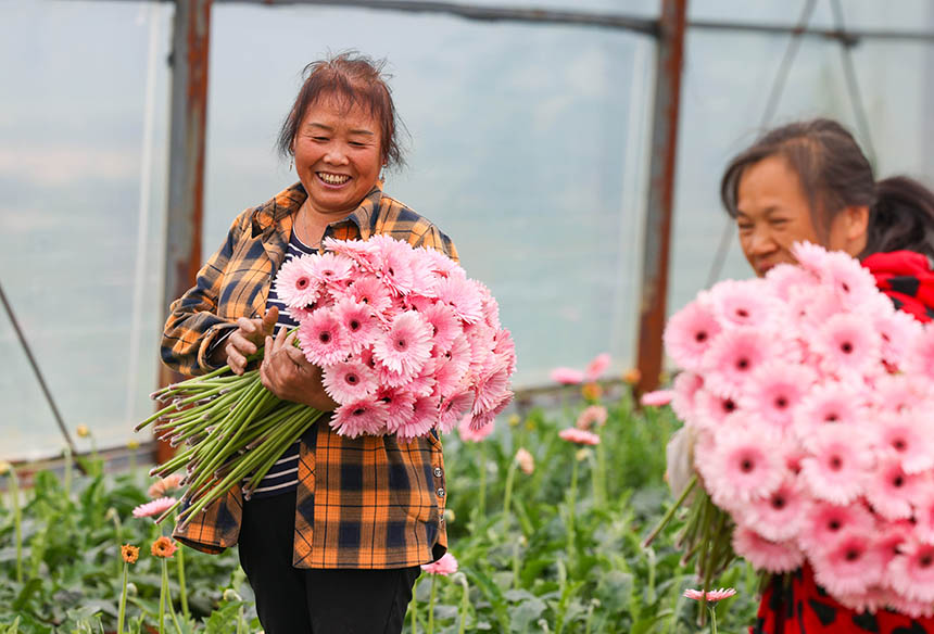 村民在采收非洲菊。 