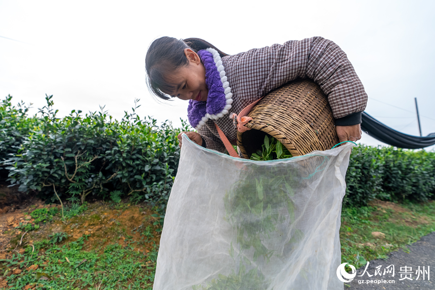 茶農將采摘好的秋茶裝袋。人民網記者 涂敏攝