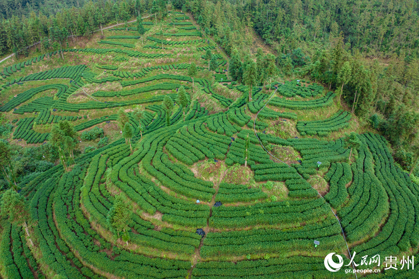 航拍貴州省銅仁市江口縣壩盤鎮九龍山茶園基地。人民網記者 涂敏攝