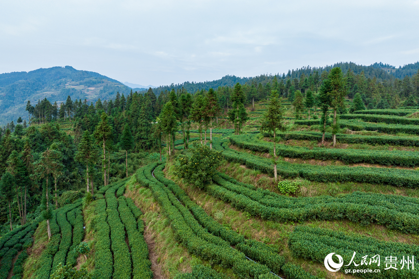 航拍貴州省銅仁市江口縣壩盤鎮九龍山茶園基地。人民網記者 涂敏攝