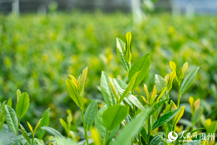 基地內長勢旺盛的茶樹。人民網記者 涂敏攝