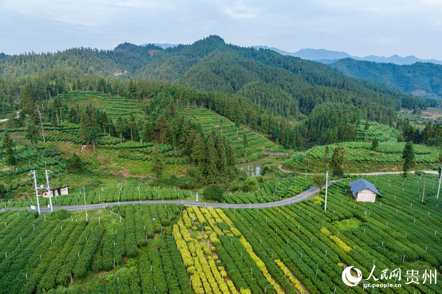航拍貴州省銅仁市江口縣壩盤鎮九龍山茶園基地。人民網記者 涂敏攝