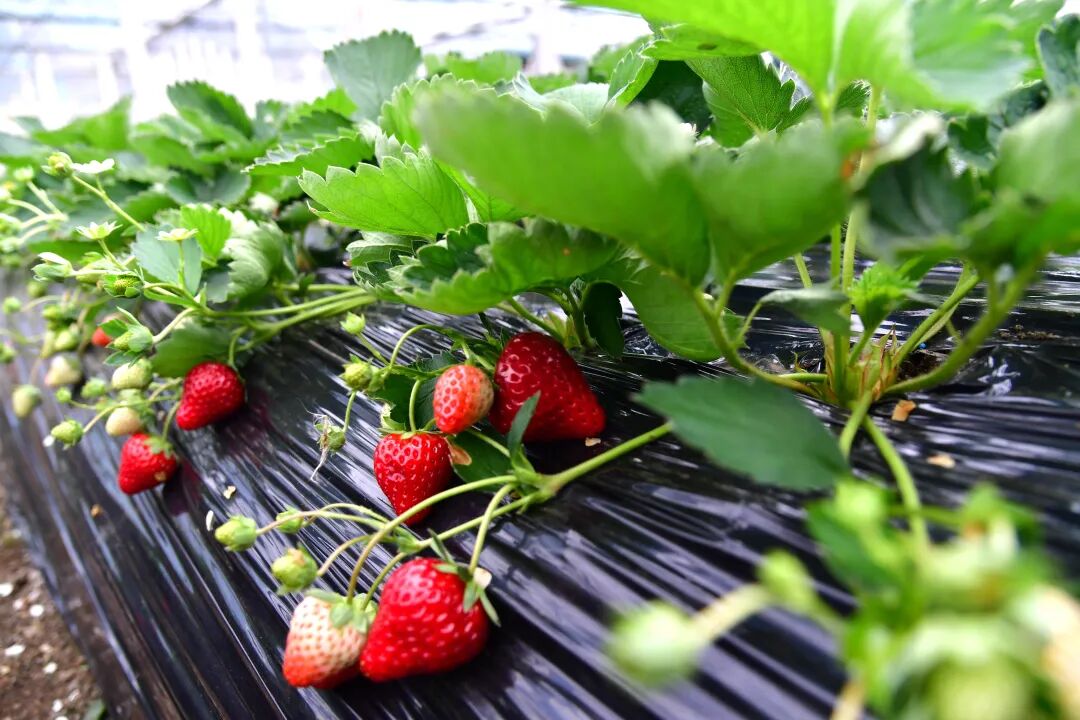 每顆草莓色澤飽滿。