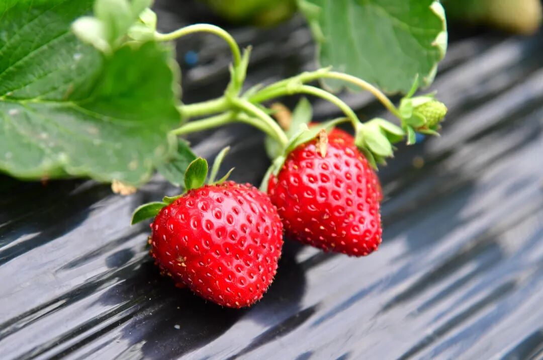 每顆草莓色澤飽滿。
